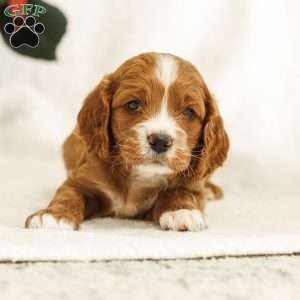 Drew, Cockapoo Puppy